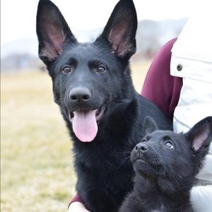 Meet your Posher, Colt